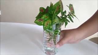 Coleus Propagation in Water by Leaf Cuttings [upl. by Magdalen781]