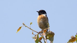 Stonechat calling [upl. by Lua]