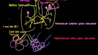 Akciğerler ve Solunum Sistemi Pulmoner Sistem Sağlık ve Tıp  Solunum Sistemi Fizyolojisi [upl. by Monty]