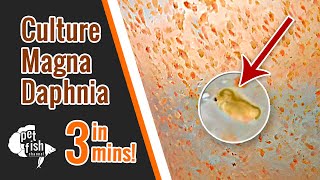 How to culture DAPHNIA MAGNA  The easy way [upl. by Hagar397]