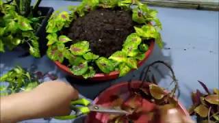 Creative Coleus Plant Ideas in a Pot Coleus Plant Care [upl. by Dominy]