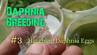 Daphnia Culture made simple and easy 3  Hatching Daphnia eggs [upl. by Gyasi]