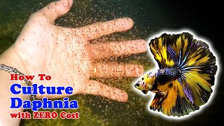 How to Culture Daphnia with ZERO Cost  Unlimited Live Food For Our Fish [upl. by Idnam]