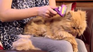 FURminator for Cats Video [upl. by Assenab]