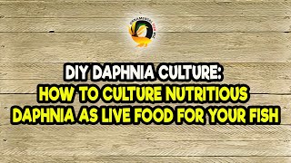 DIY Daphnia Culture How to Culture Nutritious Daphnia as Live Food for Your Fish [upl. by Froemming669]