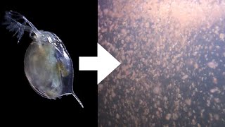 How I Culture Daphnia [upl. by Sahpec413]