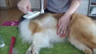 Sheltie basic home grooming [upl. by Irtemed]