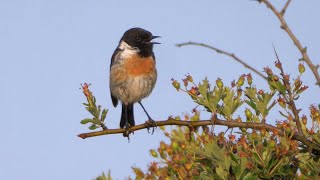 Stonechat Calling [upl. by Line]