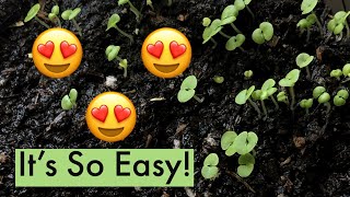 How To Germinate Coleus Seeds  Grow Coleus From Seeds  Easy 5 Step Process [upl. by Cataldo]