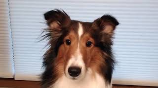 Woodruff Shelties Ear Trimming [upl. by Ardis]