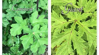 Nasty plant sap can cause burns a comparison of common hogweed and giant hogweed [upl. by Matland423]