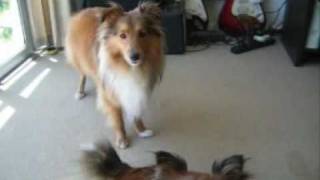 Sheltie Talk  Hear Our Shetland Sheepdogs Sing [upl. by Brittnee]