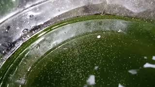 DAPHNIA MOINA CULTURE IN A SMALL BUCKET [upl. by Selij]