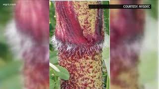 Giant Hogweed Removal [upl. by Einreb]