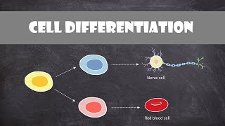 Cell Differentiation amp Gene Expression  Cell Biology [upl. by Nodnalb822]