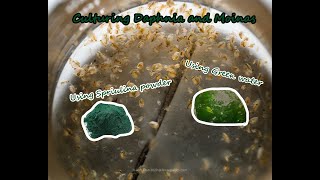 How To Culture Daphnia and Moinas using Green Water Spirulina powder [upl. by Analram]