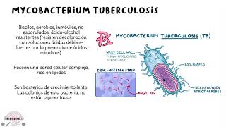 Mycobacterium tuberculosis [upl. by Jeanne]