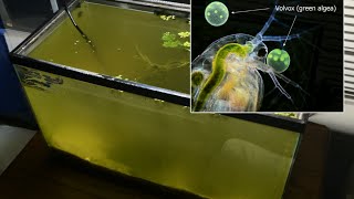 Raising Daphnia for the Freshwater Aquarium [upl. by Dougherty]