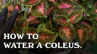 How to water a Coleus [upl. by Wheaton846]