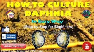 HOW TO CULTURE DAPHNIA In Easy Way [upl. by Milas]