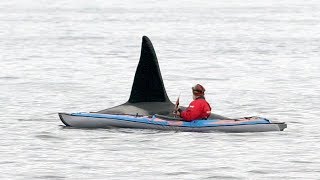 Kayak and orca in Northern Norway [upl. by Margot]